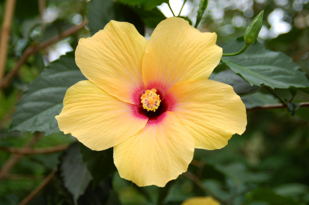 マレーシアの国花ハイビスカス