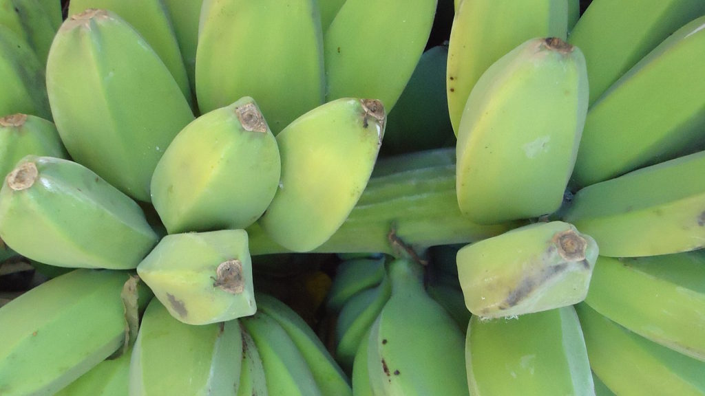 バナナチップに使われるバナナ