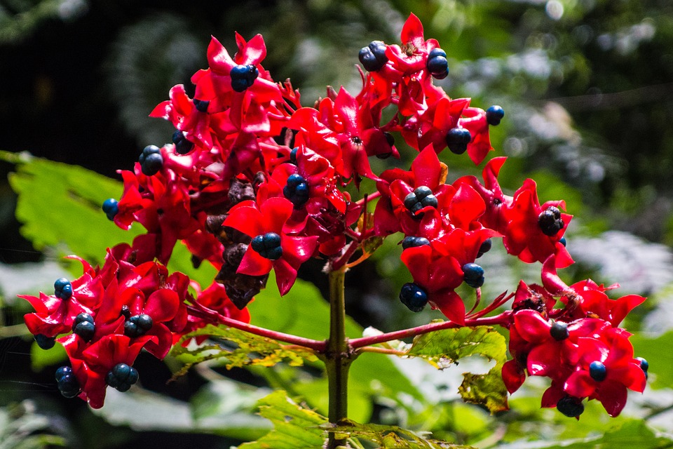 ボルネオ島の花