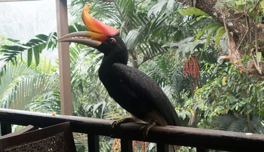 マレーシアの国鳥「ホーンビル」ってどんな鳥？
