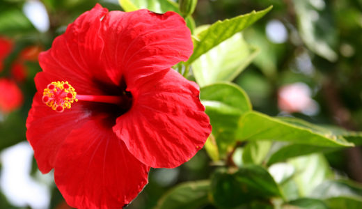 マレーシアの国花