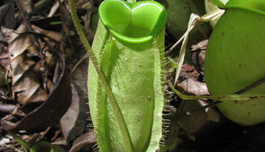マレーシアで見れる珍しい植物「ウツボカズラ」