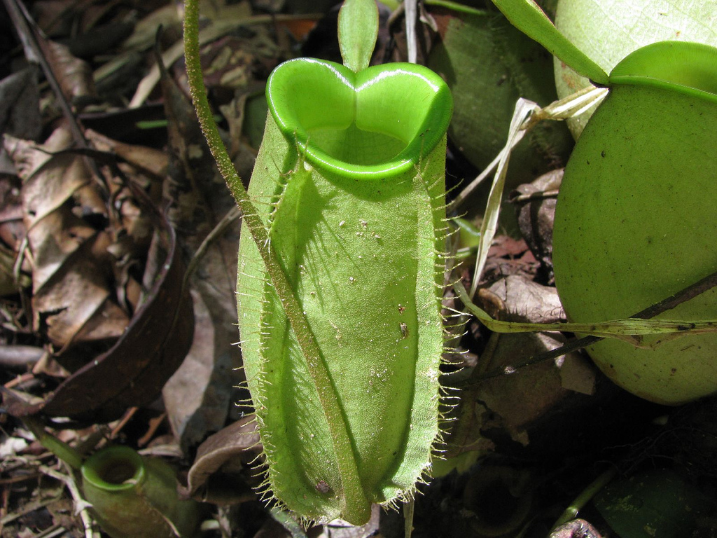 マレーシアで見れる珍しい植物 ウツボカズラ Kura Kura Net